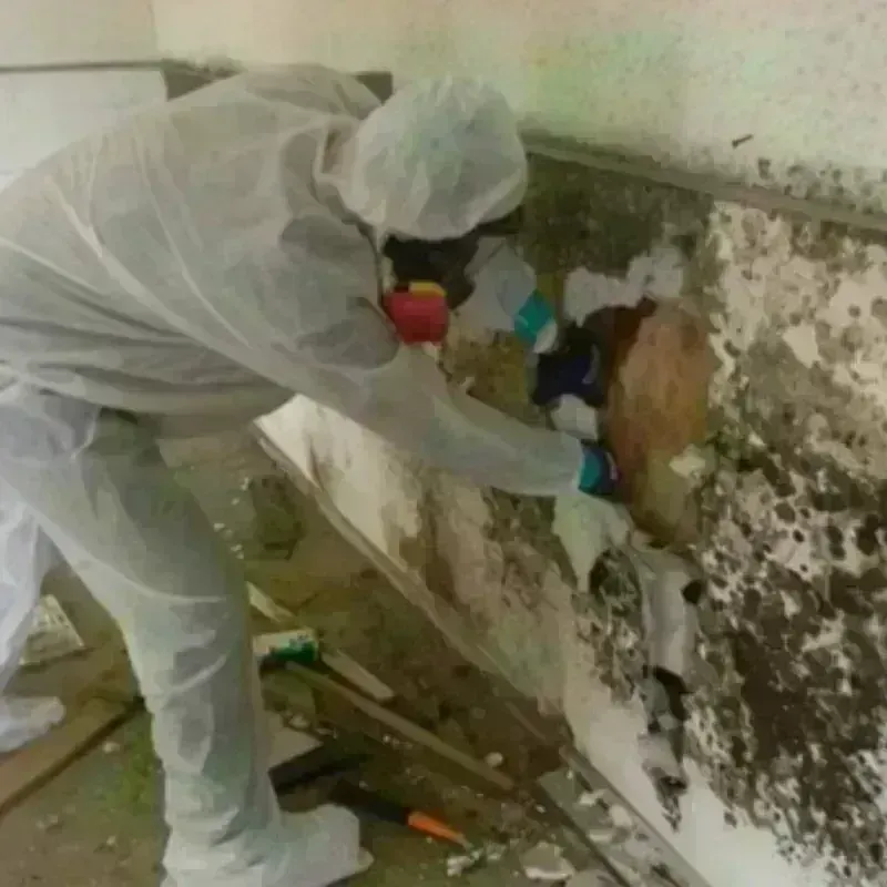 Mold Remediation and Removal in Oglala, SD